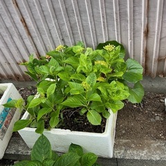 紫陽花　対応完了しました