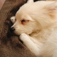 ポメラニアン 白 0歳5か月