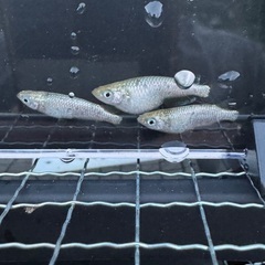 メダカ卵