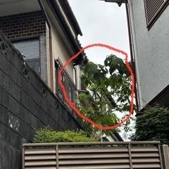 日野市の木の伐採