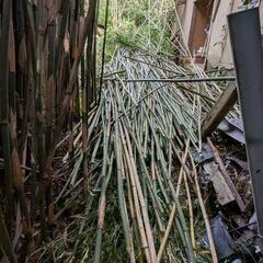 南房総市　竹欲しい方いませんか？　