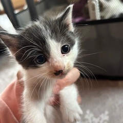 【問い合わせ多く一旦停止】子猫2匹の里親募集中（生後1ヶ月）