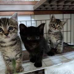 たぬき系丸顔あまえんボーイズ　一時停止