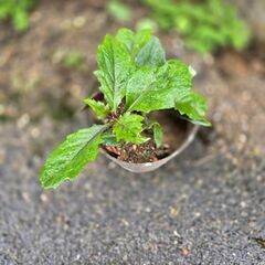 ハンダマの苗　の画像