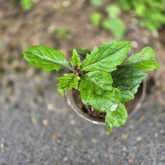 ハンダマの苗　