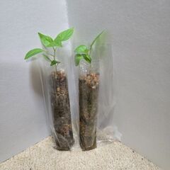 トウガラシの苗　２個セットの画像