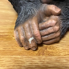 置物　チンパンジーの画像