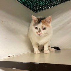 三毛猫　里親募集