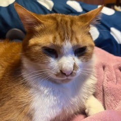 茶トラ 里親募集