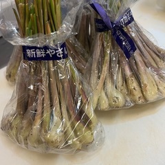 島らっきょう