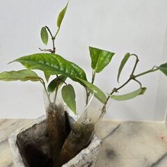 ヒハツの苗　2個セット　袋入りの画像
