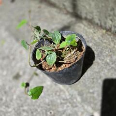 ヒハツの苗　ポット入り　沖縄の胡椒