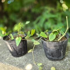 ヒハツの苗　ポット入り　沖縄の胡椒の画像