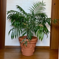 テラコッタ風プランター付！大きめテーブルヤシ　観葉植物