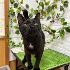甘えん坊で人が大好きな黒猫8ヶ月　オレくん💙