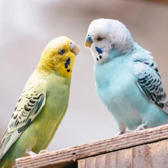 【インコ・小鳥】ペット用品お譲りください
