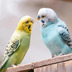 ランキングキーワードに紐づく投稿画像-インコ