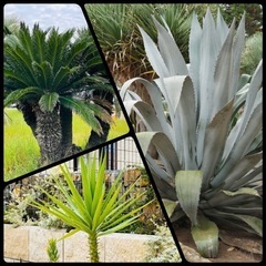 ご家庭で不要になった植物、園芸用品などお引き取り致します！