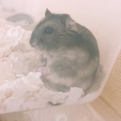 ジャンガリアン1ヶ月