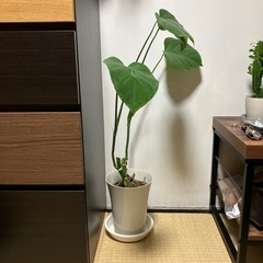 モンテスラ
