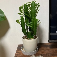 サボテン