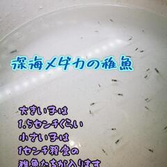 [深A]深海めだかの稚魚 7匹から(詳しくは説明欄から)