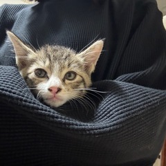 道路端で大きな声で鳴いていた子猫ちゃん