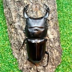 （ペア）タイワンオオクワガタ
