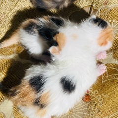 生後約1ヶ月の可愛い7匹子猫！新しい家族を探しています