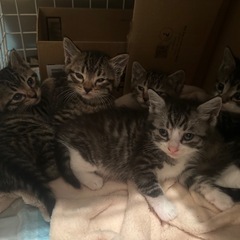 可愛い5兄弟っ！　ずっとのお家探してます！