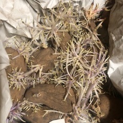 ジャガイモの種芋(キタアカリ、メークイン、男爵)