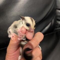 フクロモモンガ プラチナ