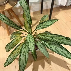 観葉植物 アグラオネマ・シルバークイーン