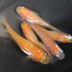 決まりました。名前をつけてやってください。「オリジナル交配種」メダカの有精卵 50個＋αの画像