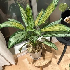 観葉植物 アグラオネマ・シルバークイーン