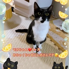 甘えん坊で食いしん坊なモカちゃん❤️8ヶ月