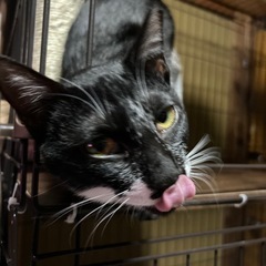 甘えん坊で食いしん坊なモカちゃん❤️8ヶ月 - 里親募集