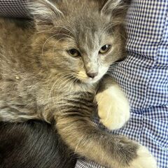 グレーの毛色が美しい可愛い子猫ちゃん