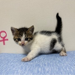 子猫ちゃん達の里親様募集中！