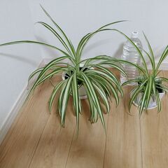 オリヅルラン　2鉢セット