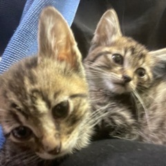 保護猫