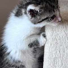 生後2ヶ月の子猫ちゃんの里親募集します(^^)