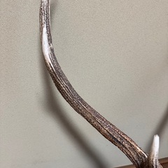 蝦夷鹿（エゾシカ）／角の標本（台座付き）の画像