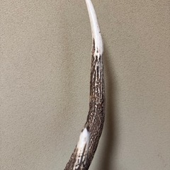 蝦夷鹿（エゾシカ）／角の標本（台座付き）の画像
