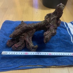 ライブロック