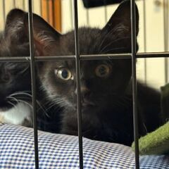 黒い被毛がキラキラ光るミステリアスな女の子ちゃん