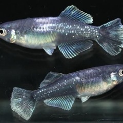 メダカ　ヒレ長　高級メダカ　ブラックレーヴヒカリ　稚魚　10➕③...