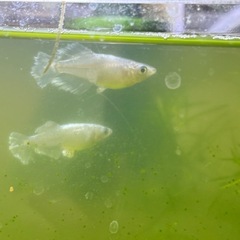 メダカ　ヒレ長　高級メダカ　ブラックレーヴヒカリ　稚魚　10➕③匹　アクアリウムの画像