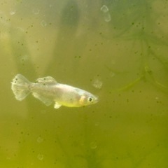 メダカ　ヒレ長　高級メダカ　ブラックレーヴヒカリ　稚魚　10➕③匹　アクアリウムの画像