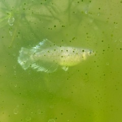 メダカ　ヒレ長　高級メダカ　ブラックレーヴヒカリ　稚魚　10➕③匹　アクアリウムの画像
